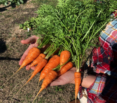 Caldwell County Christian Ministries Garden