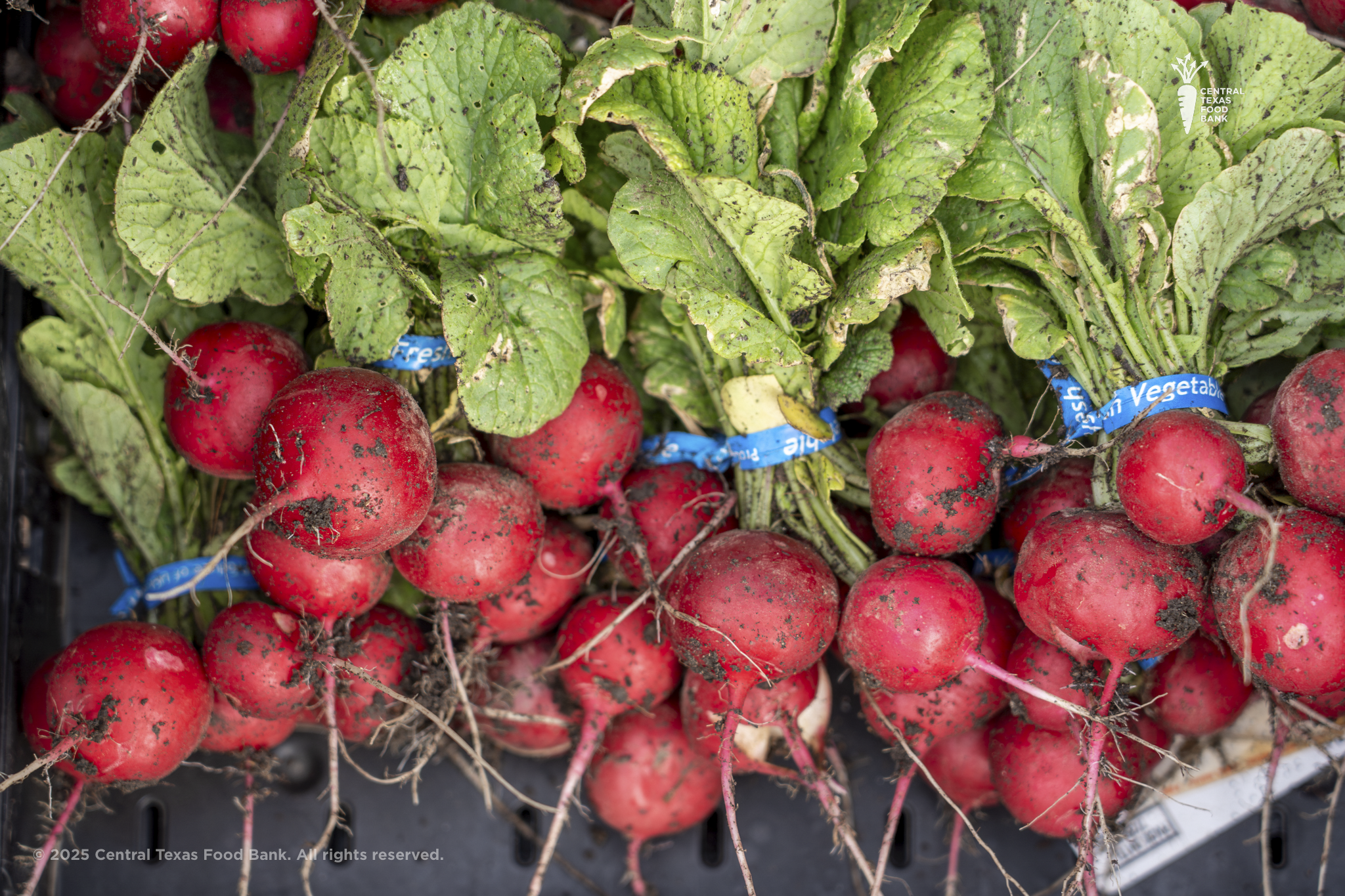 Fresh radish from CTFB's garden