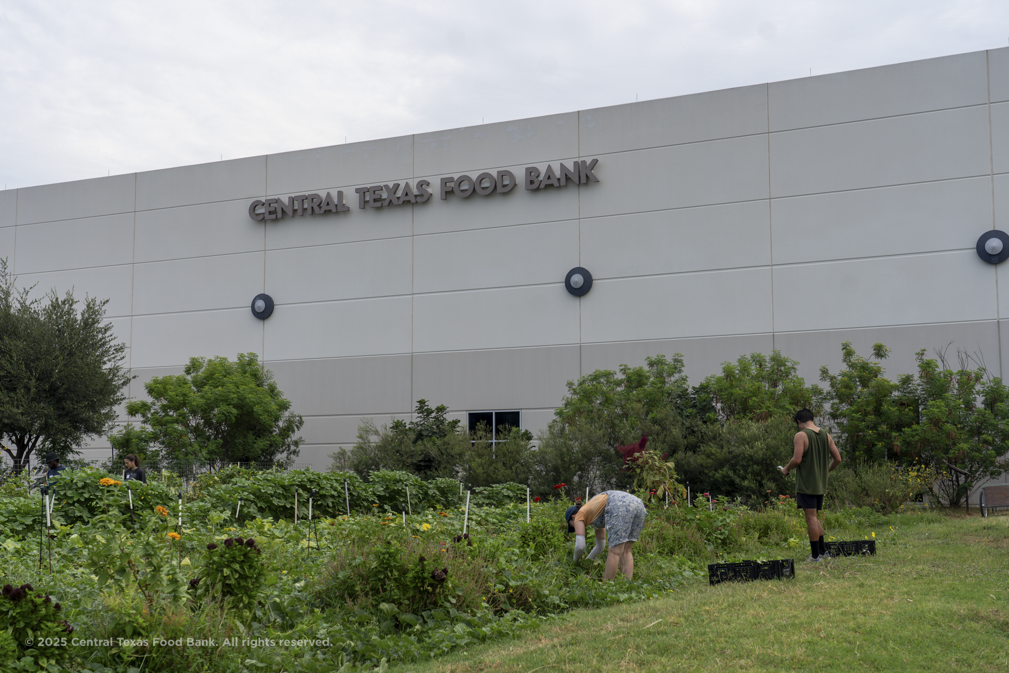 CTFB Garden rows with fresh produce